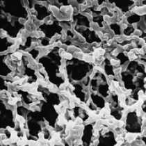 SSWP14250美国Millipore MF 3.0um亲水混合纤维素酯表面滤膜