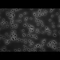 GTBP01300美国默克密理博黑色Isopore聚碳酸酯13mm亲水0.2um表面