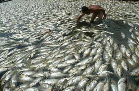 水污染致大量鱼类死亡养殖户损失惨重 水污染致大量鱼类死亡养殖户损失惨重