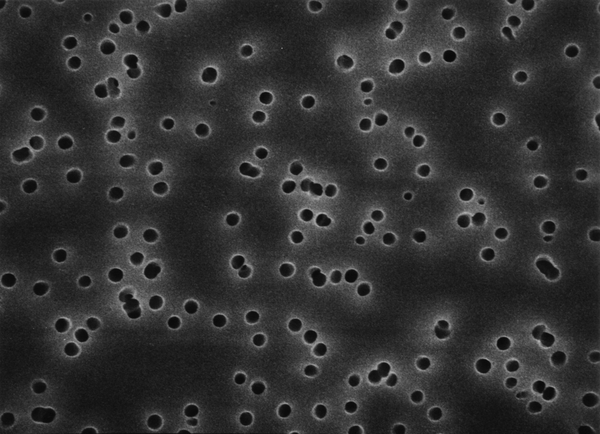 GTTP14250美国Millipore Isopore聚碳酸酯0.2um亲水142mm表面滤膜 GTTP14250美国Millipore Isopore聚碳酸酯0.2um亲水142mm表面滤膜