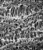 美国密理博Millipore PTFE聚四氟乙烯表面滤膜 美国密理博Millipore PTFE聚四氟乙烯表面滤膜